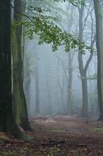 Frühnebel im Buchenwald