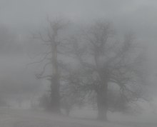 Alte Bäume im Nebel