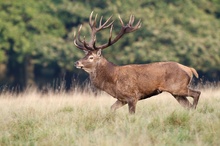 Platzhirsch im Galopp