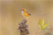 Rotstirn-Borstenschwanz (Stipiturus malachurus) Southern Emu-Wren