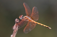 Noch 'ne Trithemis