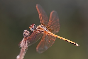 Noch 'ne Trithemis