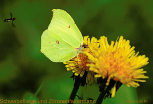 Schwebefliege Zitronenfalter und Löwenzahn