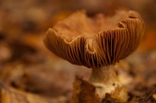 Pilz mit Offenblende