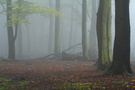 Frühnebel im Buchenwald II
