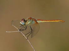 Frühe Heidelibelle (Sympetrum fonscolombii) (1)