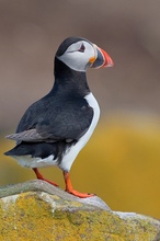 Papageitaucher // Puffin