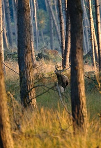 Platzhirsch