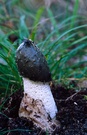 Phallus impudicus