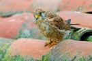 Rötelfalke