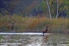 Urige Landschaft – uriges Wild