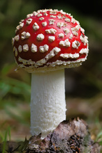 junger Fliegenpilz (Amanita muscaria var. muscaria)