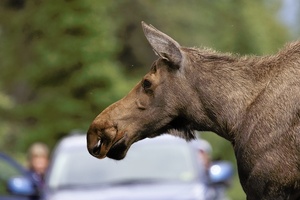 Alaska-Elch (Alces alces gigas)