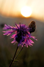 Flockenblume bei Sonnenaufgang