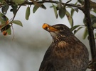 Amsel