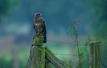 bussard im morgendunst