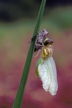 Geburtstunde eine Libelle,,