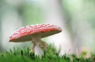 Fliegen am Fliegenpilz