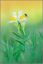 gelb-grün... Gewöhnliches Leinkraut *Linaria vulgaris*