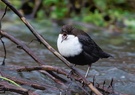 Wasseramsel, die Skandinavische!