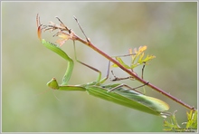 Europäische Gottesanbeterin (Mantis religiosa)