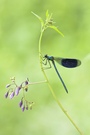 Prachtlibelle