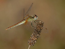 Frühe Heidelibelle (Sympetrum fonscolombii) (2)