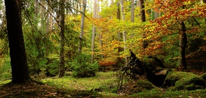 Herbstwald