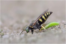 Zwerg-Kreiselwespe (Bembecinus tridens) 4    ND