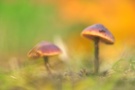 Unscharfe Pilze und Herbstfarben