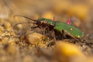Noch ein Farbtupfer in der ausklingenden Insekten-Makrosaison