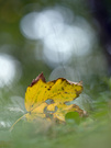 Herbstimpression