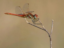 Frühe Heidelibelle (Sympetrum fonscolombii) (3)