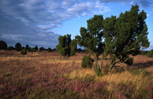 Wacholderheide im Abendlicht