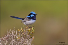 Prachtstaffelschwanz (Malurus cyaneus) Superb Fairy-Wren