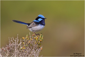 Prachtstaffelschwanz (Malurus cyaneus) Superb Fairy-Wren