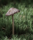 Pilz