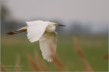 Silberreiher (Casmerodius albus) im Flug