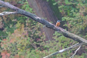 Eisvogel Ruhepause