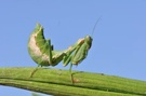 Gottesanbeterin ( Mantis religiosa)
