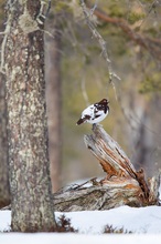 Moorschneehuhn im Lebensraum