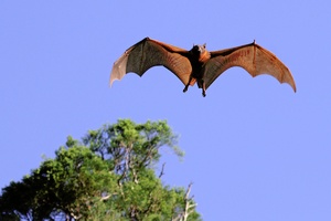 Flying Fox