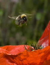 Anflug auf Mohn