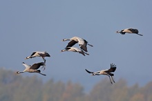 Kranichflug im Herbst 2