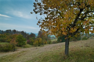 Streuobstwiese im Herbst