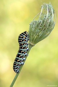 Papilio machaon