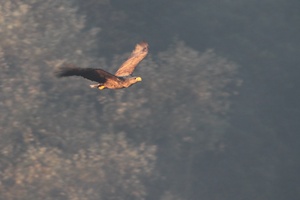 Der Herrscher des Sees