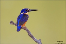 Azurfischer (Alcedo azurea) Azure Kingfisher