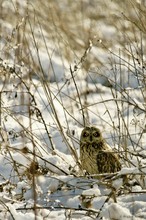 Vom Schnee überrascht