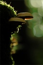 ~ Am Waldboden ~
